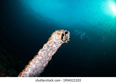 Sea Cucumber Spawning At Andaman Sea