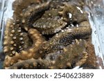 Sea cucumber trepang Stichopus japonicus in water.