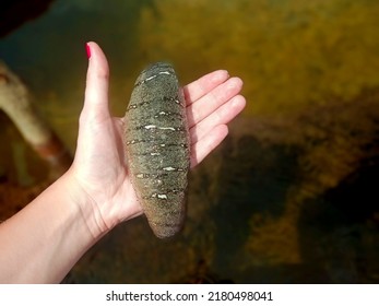 Sea Cucumber In Women's Hand - Marine Animal From Farm On Zanzibar Breed To Export As Food To Hong Kong And Mainland China.