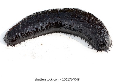 Sea Cucumbers Are Echinoderms From The Class Holothuroidea For Education In Sea.
