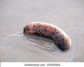 Sea Cucumbers In The Sand 