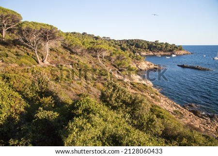 A sea of dark green umbrella pines stretches over the hills with a view over the beautiful crystalline blue mediterranean sea at the nature reserve along the trail Sentier du littoral, Saint Tropez 