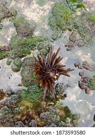 Sea ​​urchin Debris Remains Dangerous If Trampled On By Human Feet