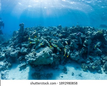 Sea Deep Underwater With Coral Reef 