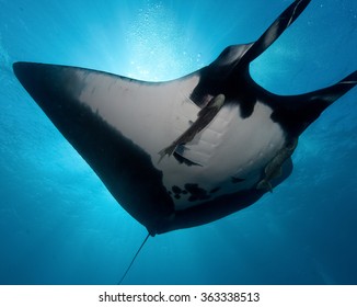 Sea Devil Or Manta,South Africa