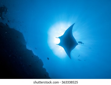 Sea Devil Or Manta,South Africa