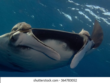 Sea Devil Or Manta,South Africa