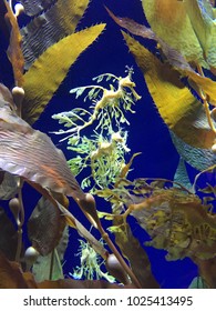 Sea Dragon At The Aquarium Of The Pacific In Long Beach, California