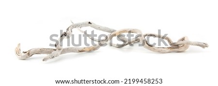  Sea driftwood branches isolated on white background. Bleached dry aged drift wood. 