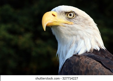 sea eagle 