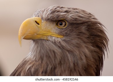 Sea Eagle