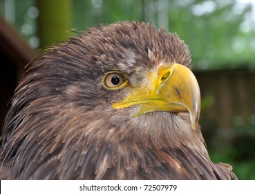 sea eagle - Shutterstock ID 72507979