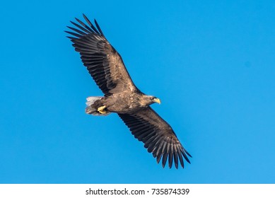 Sea Eagle