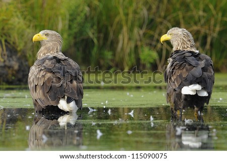 sea eagle