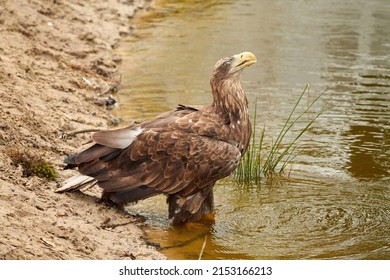 A sea eagle is drinking in the water. Water droplets leak from the beak. Reflection in the lake. Detailed, yellow beak brown feathers, animal themes