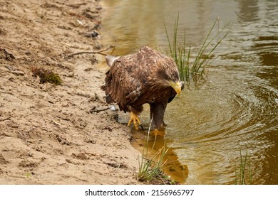 A sea eagle is drinking in the water. Water droplets leak from the beak. Detailed, yellow beak brown feathers, animal themes