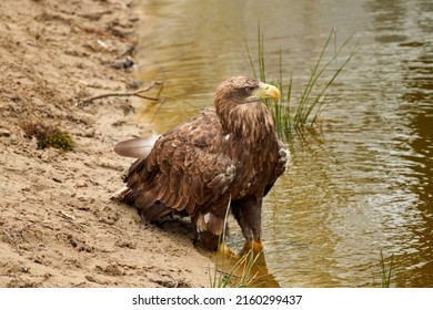A sea eagle is drinking in the water. Water droplets leak from the beak. Detailed, yellow beak brown feathers, animal themes