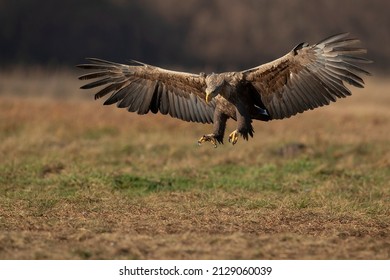 Sea Eagle Erne Sometimes Ern Whitetailed Stock Photo (Edit Now) 2129060039