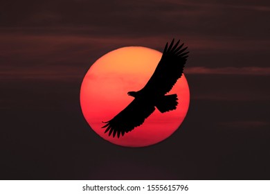 a sea eagle in the evening sky