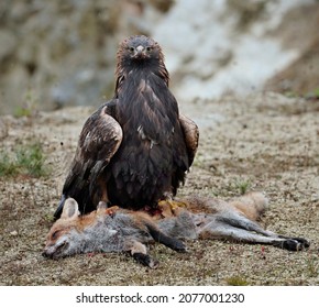 sea eagle feeding on a dead red fox 
