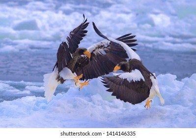 Steller’s Sea Eagle Foraging In Ice And Snow