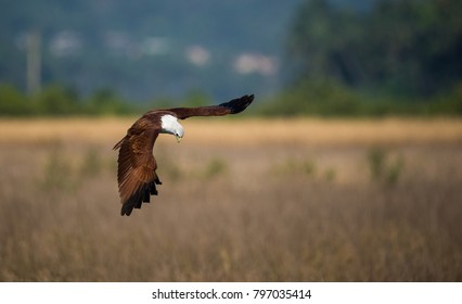 Sea Eagle going down ready to grab