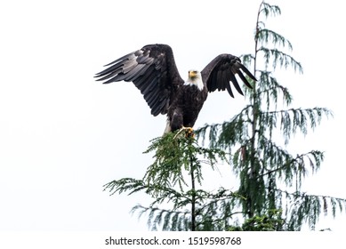 Sea Eagle In The Great Bear Rainforest Ready To Take Off