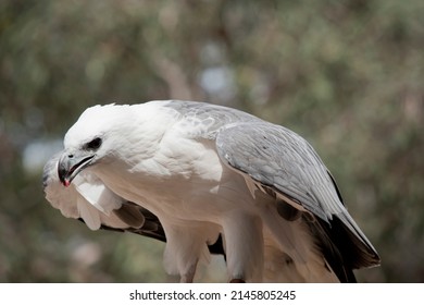the sea eagle has a white body and grey wing and beak