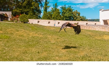 Sea Eagle in low flight with his shadow in the grass