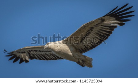 A sea eagle with massive wingspan