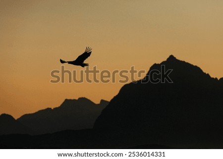 Sea eagle silhouette in front of mountains in Lofoten