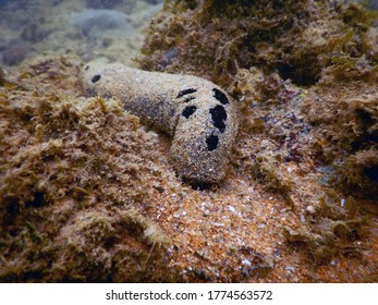 Sea ​​cucumber Eating Food In Sand At Andaman Sea