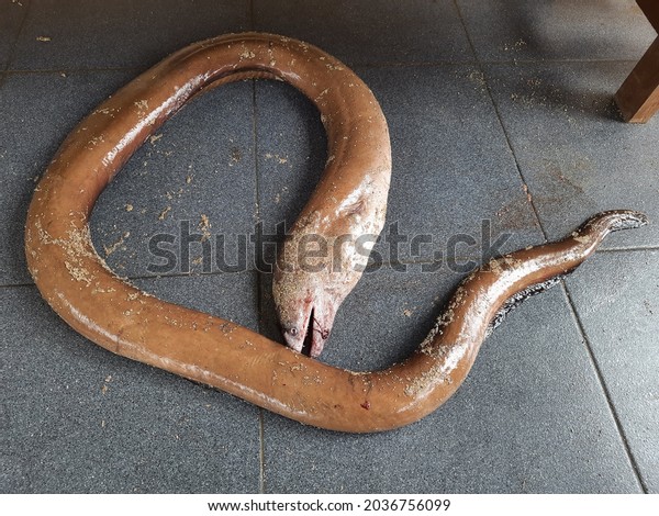 Sea eel (Anguilla bicolor) lying on the floor\
from the catch of fishermen. This animal can be processed into\
Unagi which is expensive.