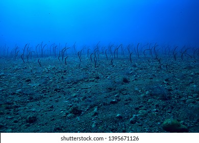sea eels underwater / garden eels, sea snakes, wild animals in the ocean