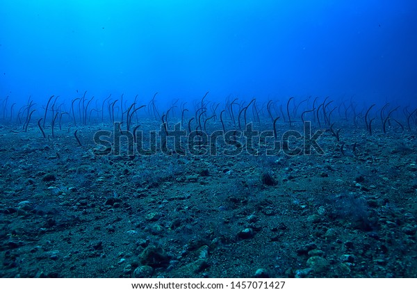 sea eels underwater / garden eels, sea snakes, wild\
animals in the ocean