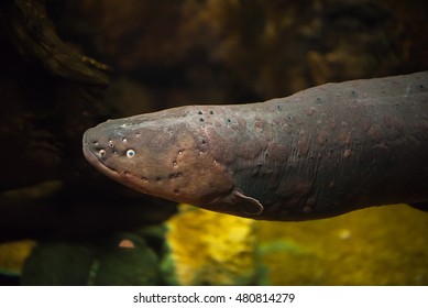 Sea Electric eel is animals