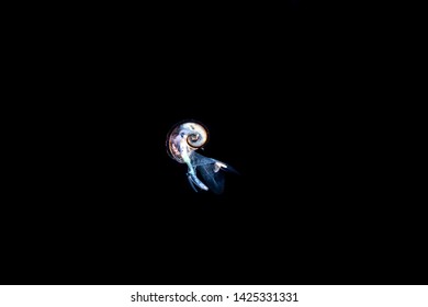 Sea Elephant, Atlanta Heteropod, Atlanta is a genus of pelagic marine gastropod molluscs in the family Atlantidae