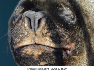 
Sea ​​lion Face In Southern Chile