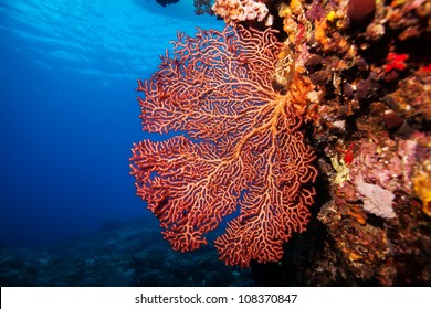 Sea Fan