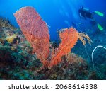 Sea Fan Coral. Underwater Photography Wide Lense. Dive at Chebeh, Tioman Island. Pahang Darul Makmur. Malaysia