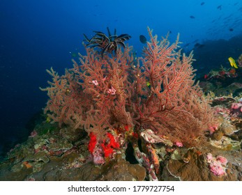 1,039 Hydroid Stock Photos, Images & Photography | Shutterstock