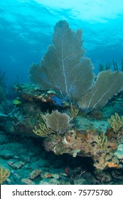 Sea Fan on a reef ledge, picture taken in south east Florida.