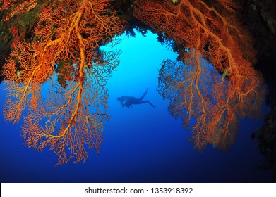 Sea Fan In Palau