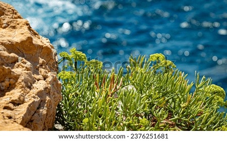Sea fennel along the mediterranean cost