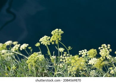 Sea fennel flower - Latin name - Crithmum maritimum