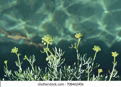Sea fennel - wild plant growing on the sea coastline - Shutterstock ID 708462406