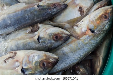 22 Salmo trutta labrax Images, Stock Photos & Vectors | Shutterstock