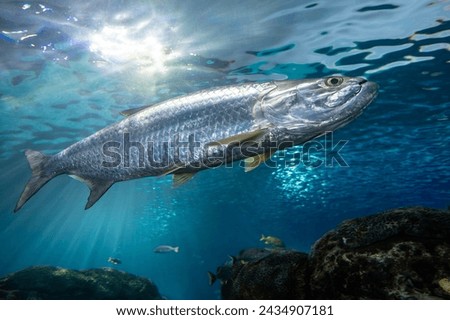Sea fish - Atlantic tarpon - Megalops atlanticus.