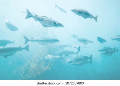 Sea Fish Background Underwater Natural View Relaxing Scenery Group Cod Fish Atlantic Ocean Marine Life Ecology Concept