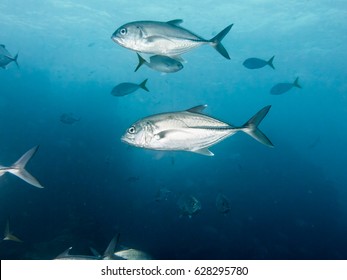 Sea Fish Big Fish Fish Herd Nature Lowly Trevally Underwater Photo Coral Reef 